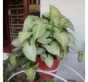 Сингоніум White Butterfly, кімнатна рослина, горщик 0,5-1 л. Сингоніум White Butterfly, кімнатна рослина, горщик 0,5-1 л.