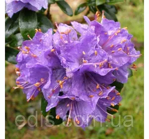 Рододендрон Gristede у контейнері 2 л Рододендрон Gristede у контейнері 2 л