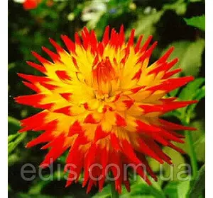 Жоржина полукактусовая Isadora Жоржина полукактусовая Isadora