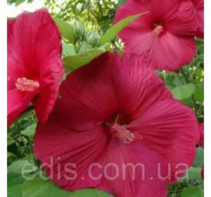 Гибискус травянистый Magic Night (Мэджик Найт) корневище Гибискус травянистый Magic Night (Мэджик Найт) корневище