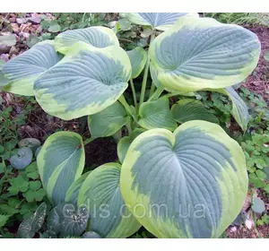 Хоста Tokudama (Токудама), кореневище Хоста Tokudama (Токудама), кореневище