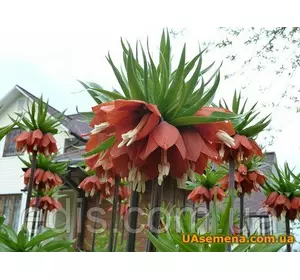 Рябчик імператорський Rubra (фрітіларія Царська корона Рубра) 1 цибулина 18/20 (велика) Рябчик імператорський Rubra (фрітіларія Царська корона Рубра) 1 цибулина 18/20 (велика)