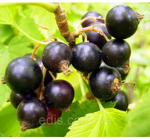 Смородина чорна Ювілейна Копаня (середньопізня) Смородина чорна Ювілейна Копаня (середньопізня)