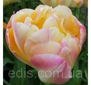 Тюльпан махровий пізній Creme Upstar 3 цибулинки Тюльпан махровий пізній Creme Upstar 3 цибулинки