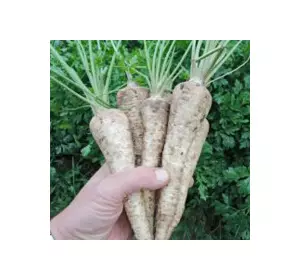 Петрушка коренева Цукрова 2 г, насіння Яскрава Петрушка коренева Цукрова 2 г, насіння Яскрава