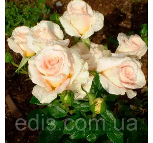 Троянда спрей Крем Грація (Cream Gracia) Троянда спрей Крем Грація (Cream Gracia)