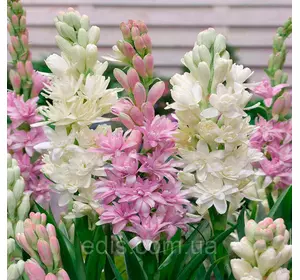 Набір цибулин тубероз: The Pearl 2 цибулини, Pink Sapphire 1 цибулина (поліантес) Набір цибулин тубероз: The Pearl 2 цибулини, Pink Sapphire 1 цибулина (поліантес)