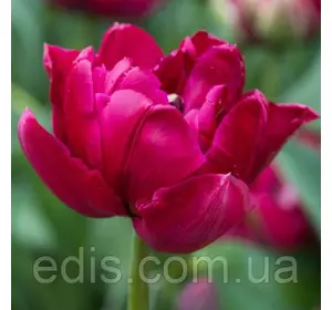 Тюльпан махровий пізній Antraciet (Антрацит) 3 цибулини Тюльпан махровий пізній Antraciet (Антрацит) 3 цибулини