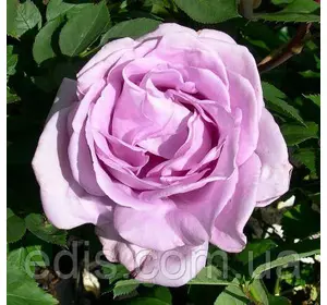 Троянда Блю Мун (Blue Moon) чайно-гібридна Троянда Блю Мун (Blue Moon) чайно-гібридна