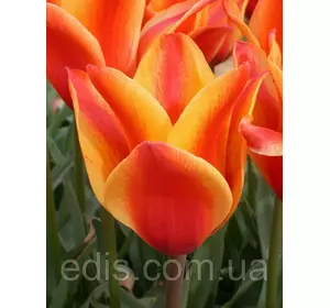 Тюльпан гібрид Грейга Cape Cod (Кейп Код) 3 цибулинки Тюльпан гібрид Грейга Cape Cod (Кейп Код) 3 цибулинки