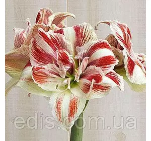 Гіппеаструм махровий Bright Nymph 1 цибулина 24/26 Гіппеаструм махровий Bright Nymph 1 цибулина 24/26