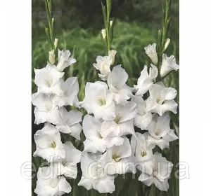 Гладіолус бамбіно Virgin (Веджин) 8/10 2 квітконоса, 3 шт./уп. Гладіолус бамбіно Virgin (Веджин) 8/10 2 квітконоса, 3 шт./уп.