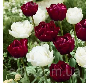 Набір цибулин квітів Пасодобль 7 цибулин тюльпанів Набір цибулин квітів Пасодобль 7 цибулин тюльпанів