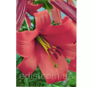 Лілія LO гібрид Miyabi (Міябі) 1 цибулина 12/14 Лілія LO гібрид Miyabi (Міябі) 1 цибулина 12/14