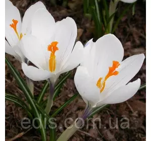 Крокус Великоквітковий Jeanne d 'Ark (Жанна Д'Арк) 5 цибулин Крокус Великоквітковий Jeanne d 'Ark (Жанна Д'Арк) 5 цибулин