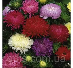 Айстра Півонієподібна низькоросла суміш 3 г, насіння Яскрава Айстра Півонієподібна низькоросла суміш 3 г, насіння Яскрава