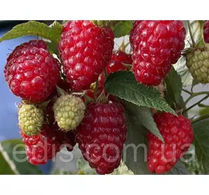 Малина ремонтантна Примара Малина ремонтантна Примара