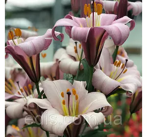 Лілія LO гібрид Pink Planet (Пінк Пленет) 1 цибулина 12/14 Лілія LO гібрид Pink Planet (Пінк Пленет) 1 цибулина 12/14