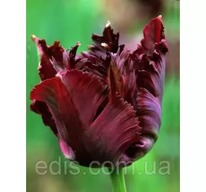 Тюльпан папуговий Black Parrot 3 цибулинки Тюльпан папуговий Black Parrot 3 цибулинки