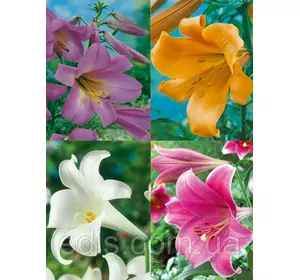 Лілії LO гібриди суміш 5 шт./уп. Лілії LO гібриди суміш 5 шт./уп.