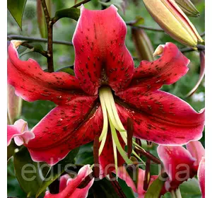 Лілія звисаюча Miss Feya 1 цибулина 14/16 Лілія звисаюча Miss Feya 1 цибулина 14/16