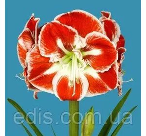 Гіппеаструм Samba (Самба) 1 цибулина 24/26 Гіппеаструм Samba (Самба) 1 цибулина 24/26