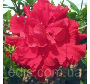 Гібіскус китайський малиновий маховий. кімнатна рослина, горщик 1л. Гібіскус китайський малиновий маховий. кімнатна рослина, горщик 1л.