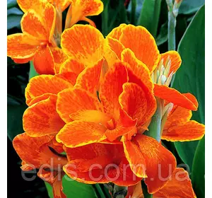 Канна низькоросла Carnaval Канна низькоросла Carnaval