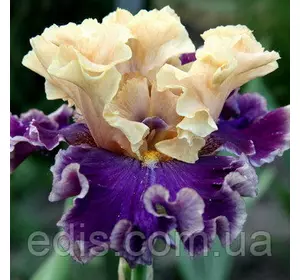 Ірис бородатий Roaring Twenties Ірис бородатий Roaring Twenties