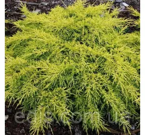 Ялівець King of Spring (Кінг оф Спрінг) у контейнері 2 л Ялівець King of Spring (Кінг оф Спрінг) у контейнері 2 л