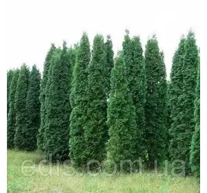 Туя Cancan (Канкан) у контейнері Туя Cancan (Канкан) у контейнері