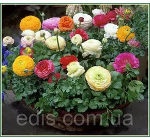 Жовтець (ранункулюс/лютик) азіатський суміш 3 шт. Жовтець (ранункулюс/лютик) азіатський суміш 3 шт.