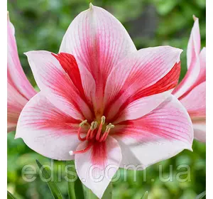 Гіппеаструм простий Gervase (Гервес) 1 цибулина 24/26 Гіппеаструм простий Gervase (Гервес) 1 цибулина 24/26