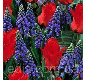 Арт-набір Алі Баба, 3 цибулини низькорослого тюльпана, 5 цибулин мушкарі Арт-набір Алі Баба, 3 цибулини низькорослого тюльпана, 5 цибулин мушкарі