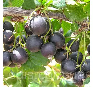 Йошта штамб Йошта штамб