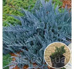 Ялівець Blue Chip (Блю Чіп) у контейнері Ялівець Blue Chip (Блю Чіп) у контейнері