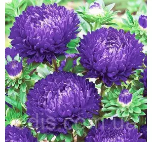 Айстра півонієподібна Каролін 0,3 г насіння Яскрава Айстра півонієподібна Каролін 0,3 г насіння Яскрава