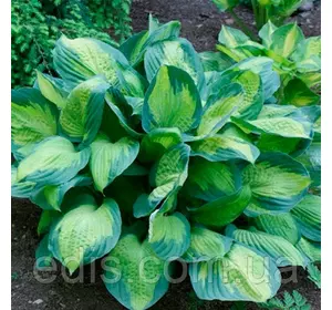 Хоста Captain Kirk (Капітан Кірк) контейнер 1л. Хоста Captain Kirk (Капітан Кірк) контейнер 1л.