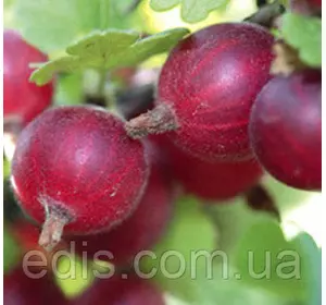 Агрус Садко (середньопізній) Агрус Садко (середньопізній)