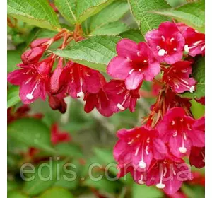 Вейгела Eva Rathke , саджанець Вейгела Eva Rathke , саджанець