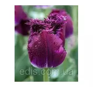 Тюльпан бахромчастий Purple Crystal (Пурпл Кристал) 3 цибулинки Тюльпан бахромчастий Purple Crystal (Пурпл Кристал) 3 цибулинки
