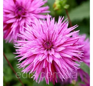 Жоржина Фимбриата Striped Ambition Жоржина Фимбриата Striped Ambition