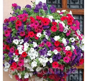 Петунія звисаюча суміш 0.015 г ТМ Яскрава Петунія звисаюча суміш 0.015 г ТМ Яскрава