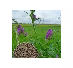 Люцерна (магнічена) насіння 1 кг. Люцерна (магнічена) насіння 1 кг.