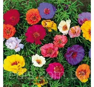 Портулак крупноквітковий (однорічник) суміш 0,2 г. Насіння Яскрава. Портулак крупноквітковий (однорічник) суміш 0,2 г. Насіння Яскрава.