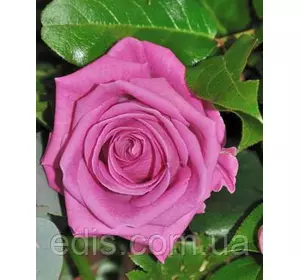 Троянда Аква (Aqua) чайно-гібридна Троянда Аква (Aqua) чайно-гібридна