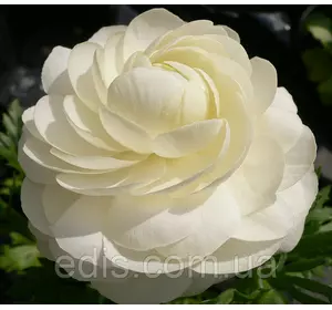 Жовтець (ранункулюс/лютик) азіатський білий 3 шт. Жовтець (ранункулюс/лютик) азіатський білий 3 шт.