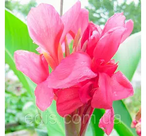 Канна низькоросла Crimson Beauty Канна низькоросла Crimson Beauty