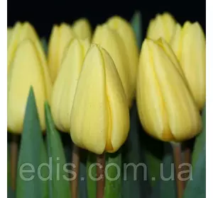 Тюльпан Тріумф Buffalo (Баффало) 3 цибулинки Тюльпан Тріумф Buffalo (Баффало) 3 цибулинки