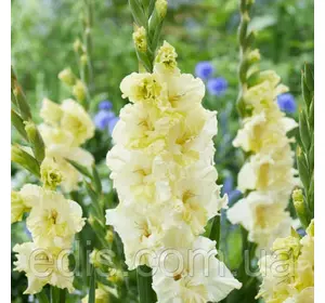 Гладіолус гофрований Happy touch (Хепі Тач) 3 шт/уп. 12/14 Гладіолус гофрований Happy touch (Хепі Тач) 3 шт/уп. 12/14